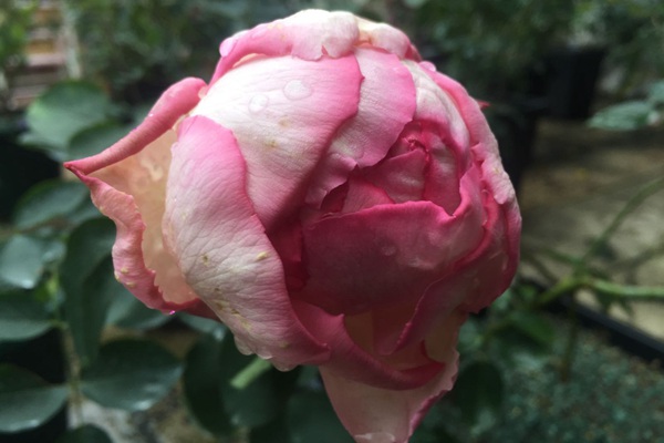 伊芙魂之香水 伊芙魂之香水
