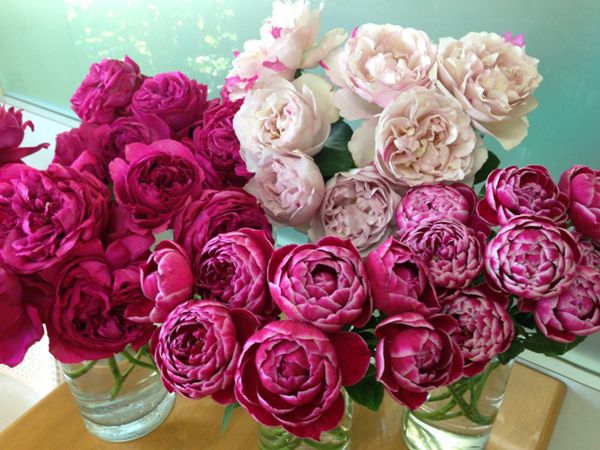伊芙红色、玛丽玫瑰和IS 伊芙红色、玛丽玫瑰和IS