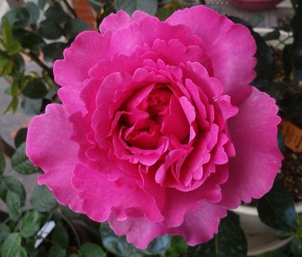 藤本伊芙伯爵-藤本月季 藤本伊芙伯爵-藤本月季