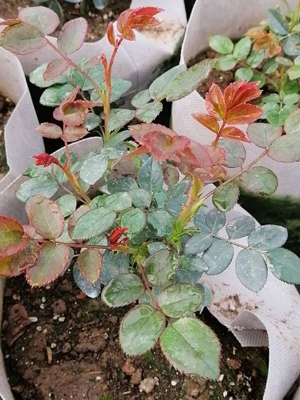 狂欢派对 狂欢派对Party Ranucula