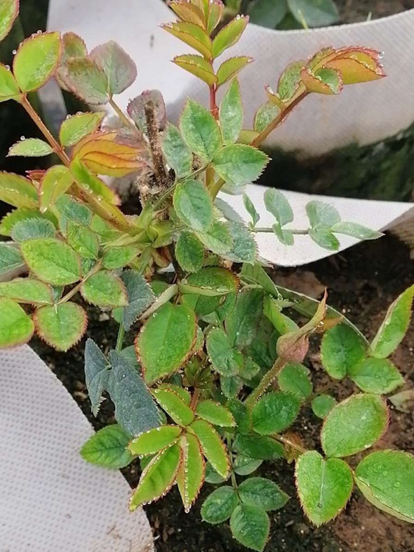 玛丽玫瑰 玛丽玫瑰/日本玛丽