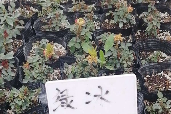 绿冰-微型月季 绿冰(Green Ice)