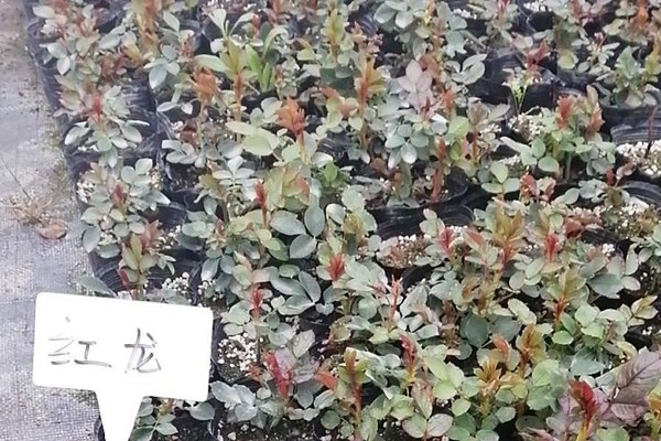 红色龙沙宝石(红龙) 红色龙沙宝石(红龙)Red Eden Rose