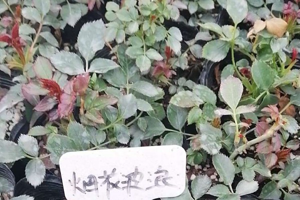 烟花波浪 烟花波浪FireRuffle