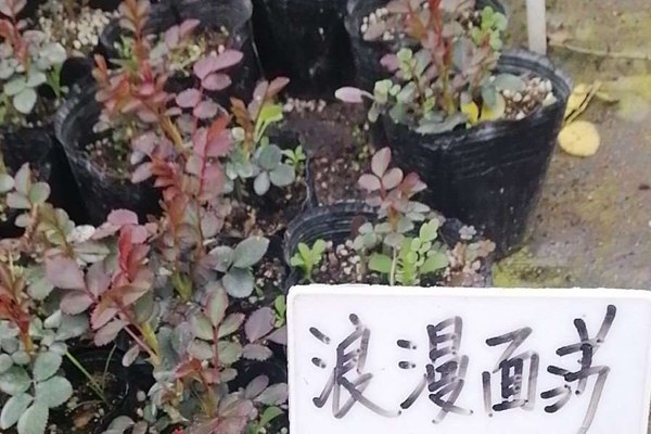 浪漫玫瑰面纱 浪漫玫瑰面纱