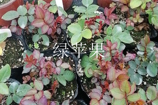 绿苹果月季 绿苹果月季