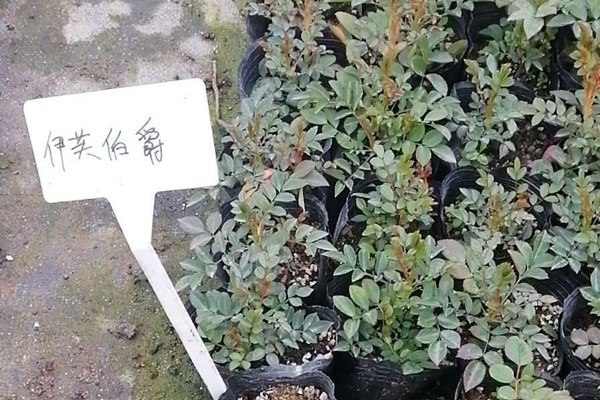 伊芙伯爵 伊芙伯爵Yves Piaget