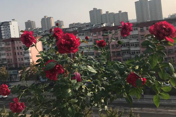 真彩230 真彩230/红色领带