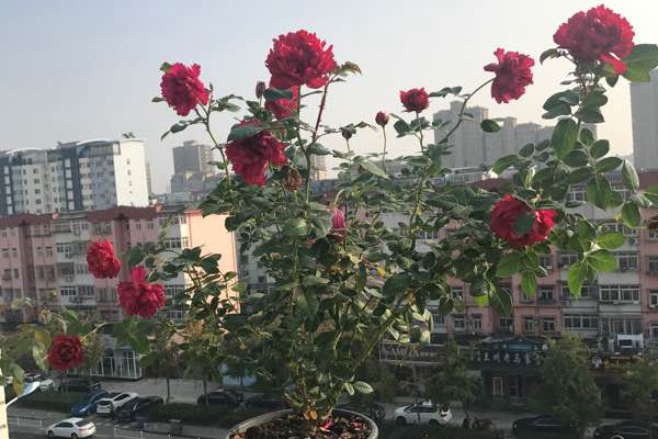 真彩230 真彩230/红色领带