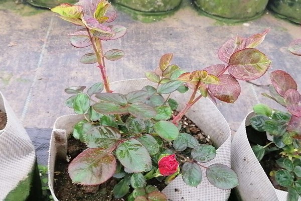 红苹果 红苹果Red Apple