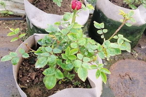 盆栽月季花苗批发零售价格 盆栽月季花苗批发零售价格