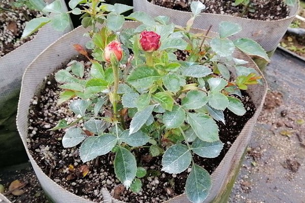 盆栽月季花苗批发零售价格 盆栽月季花苗批发零售价格