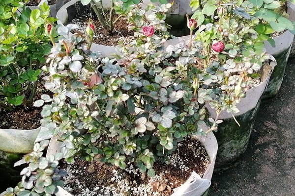 1551481563204913.jpg 芬芳宝石.jpg