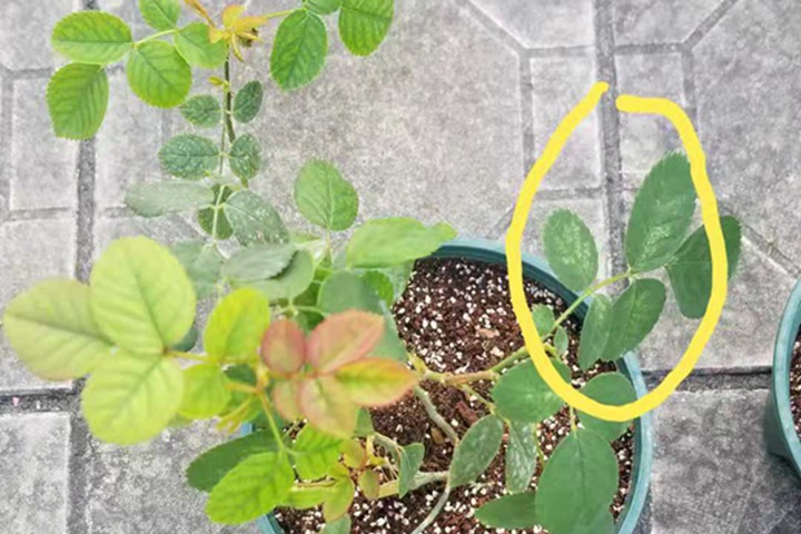教你如何用简单方法搞定红蜘蛛 教你如何用简单方法搞定红蜘蛛