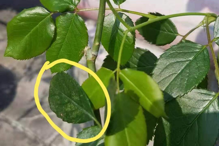 教你如何用简单方法搞定红蜘蛛 教你如何用简单方法搞定红蜘蛛