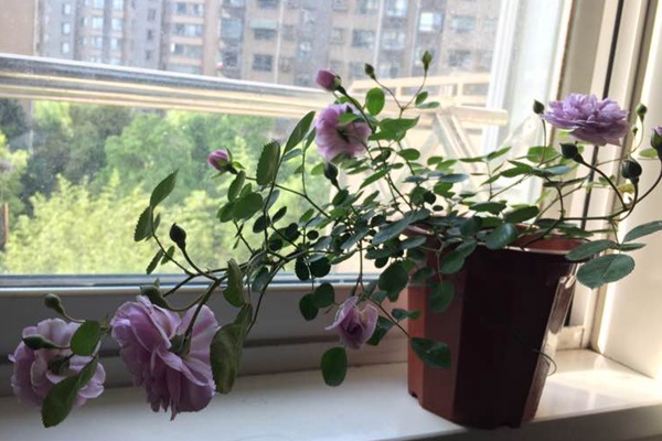 蓝色阴雨月季的优缺点 十大勤花爬藤月季排名