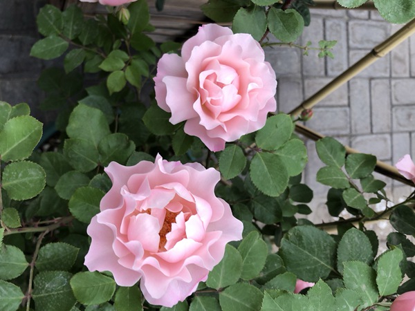 达芙妮 达芙妮Daphne
