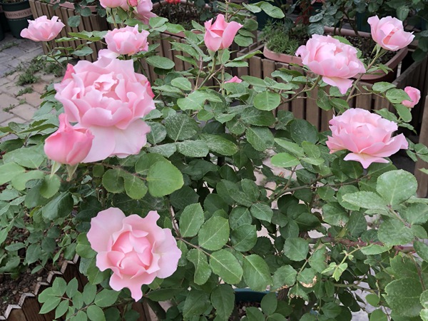 达芙妮 达芙妮Daphne