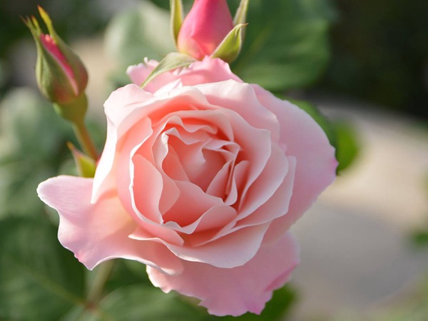 达芙妮 达芙妮