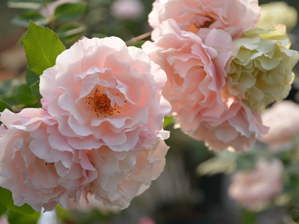达芙妮 达芙妮Daphne