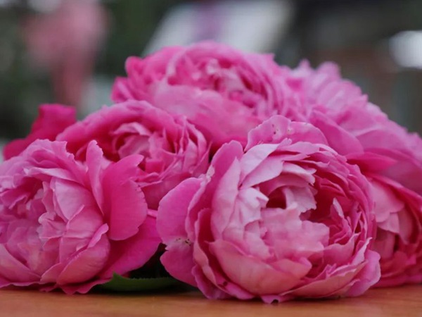 牡丹月季 牡丹月季