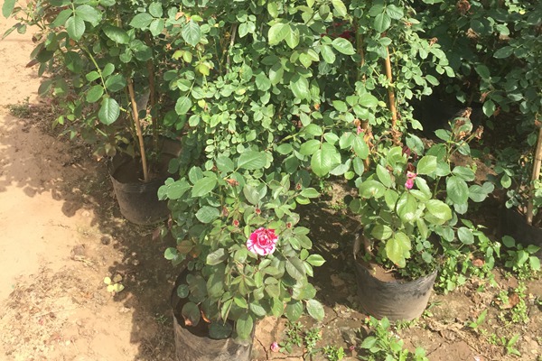 三年月季花苗批发价格 三年月季花苗批发价格