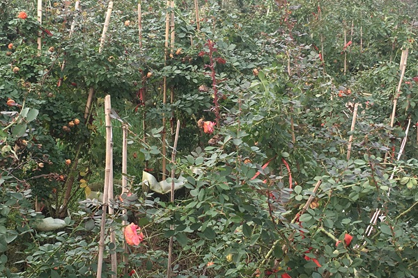 三年月季花苗批发价格 三年月季花苗批发价格