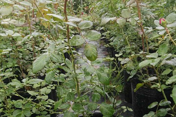三年月季花苗批发价格 三年月季花苗批发价格