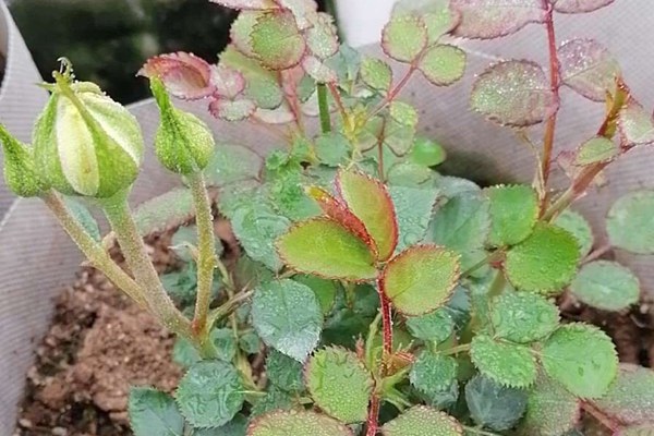 月季的夏季管理养护有哪些需要注意的事项? 月季的夏季管理养护有哪些需要注意的事项?