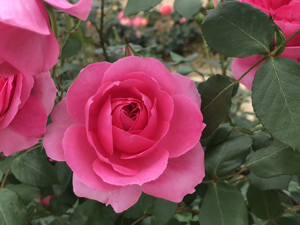 这样的一个月季花园就问你想不想要?