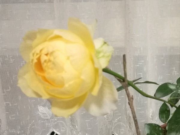 阳光古董 阳光古董