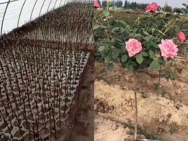 南阳月季花树的价格 南阳月季花树的价格