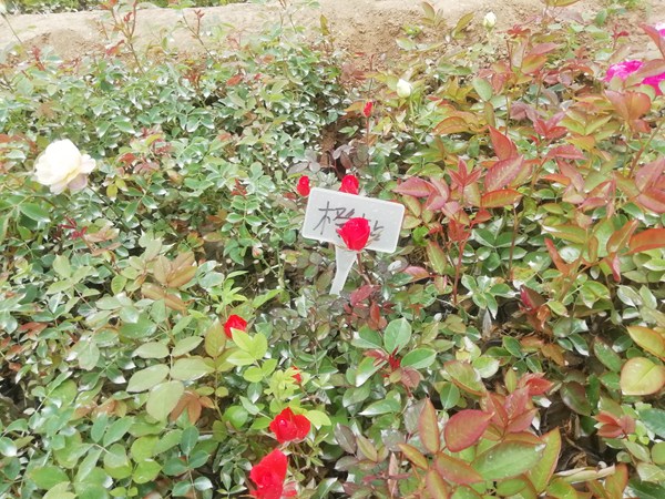 橙色钻石玫瑰 橙色钻石玫瑰