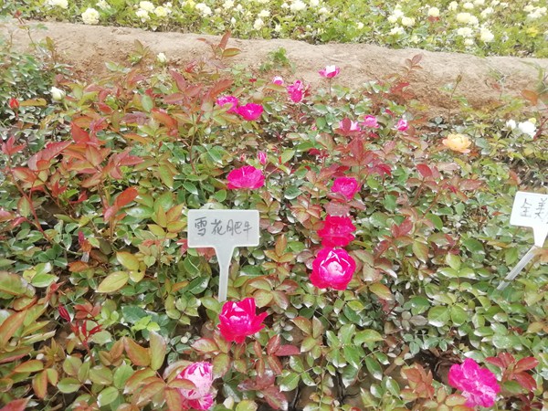 雪花肥牛 雪花肥牛Lady Candle