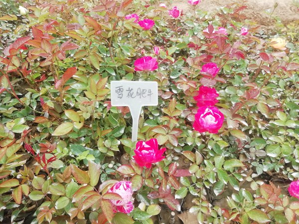 雪花肥牛 雪花肥牛Lady Candle