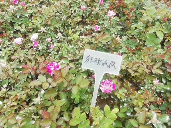 狂欢派对 狂欢派对Party Ranucula