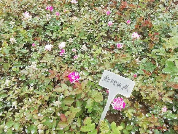 狂欢派对 狂欢派对Party Ranucula