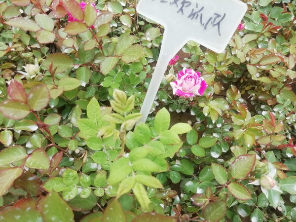 狂欢派对 狂欢派对Party Ranucula