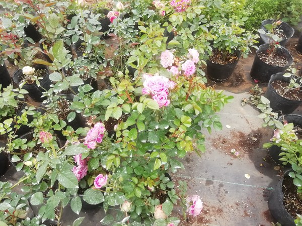抓破美人脸 抓破美人脸Variegata di Bologna
