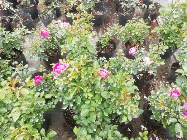 抓破美人脸 抓破美人脸Variegata di Bologna