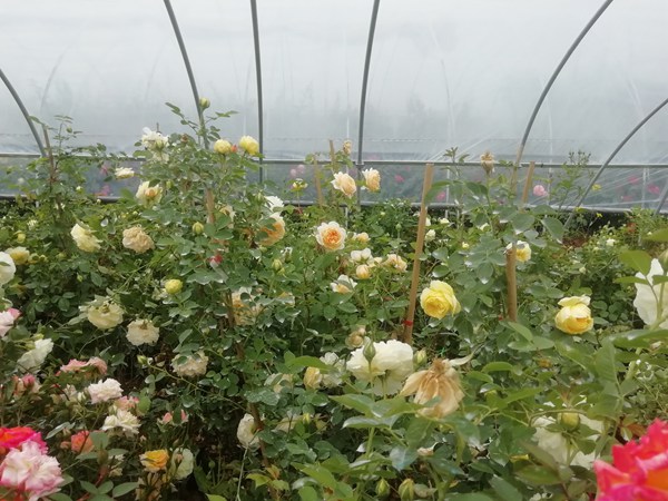 藤本月季花苗的价格 藤本月季花苗的价格