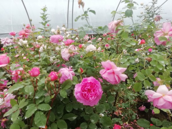 藤本月季花苗的价格 藤本月季花苗的价格