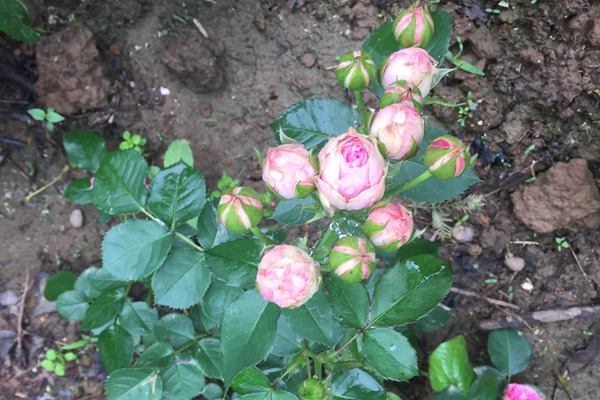 藤本月季花苗的价格 藤本月季花苗的价格