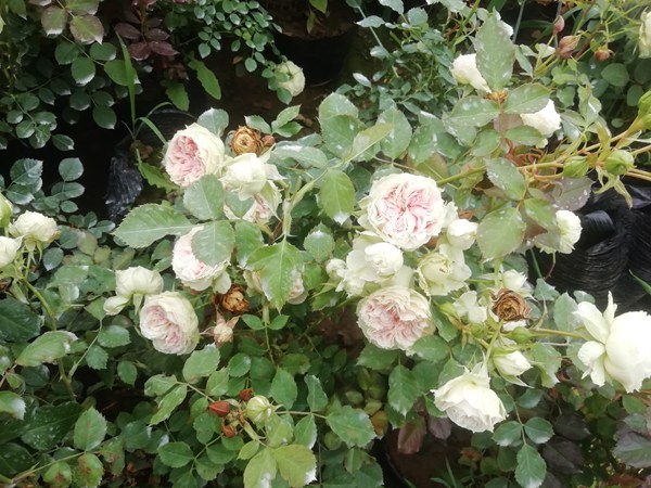 藤本月季花苗的价格 藤本月季花苗的价格