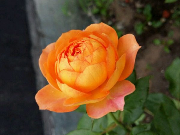 蜂蜜焦糖 蜂蜜焦糖