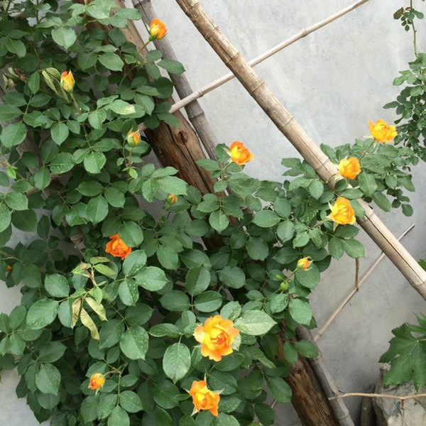 蜂蜜焦糖 蜂蜜焦糖