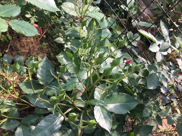红色龙沙宝石(红龙) 红色龙沙宝石(红龙)Red Eden Rose
