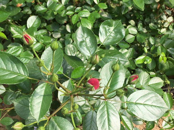 红色龙沙宝石(红龙) 红色龙沙宝石(红龙)Red Eden Rose
