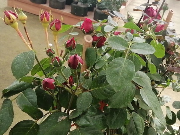 红色龙沙宝石(红龙) 红色龙沙宝石(红龙)Red Eden Rose