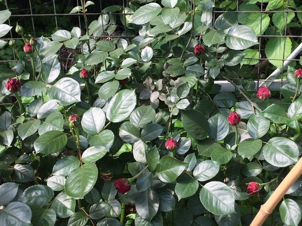 红色龙沙宝石(红龙) 红色龙沙宝石(红龙)Red Eden Rose